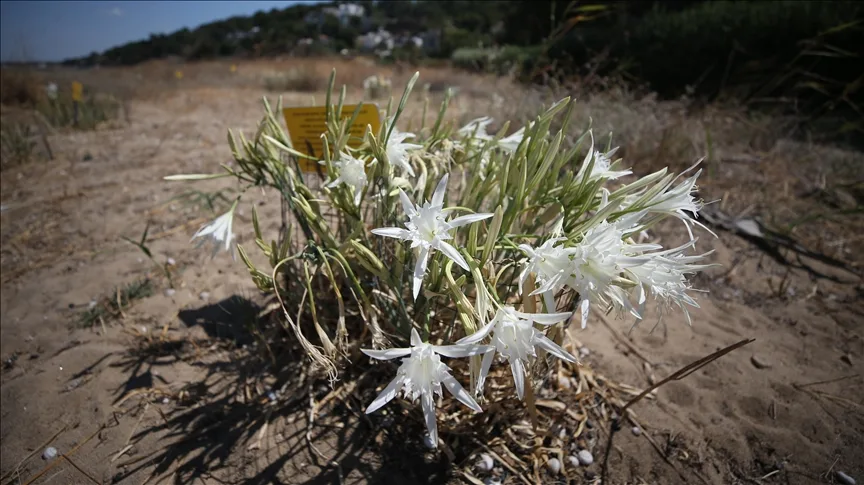 Sahillerin beyaz süsü kum zambakları antik kent kıyılarında özenle korunuyor