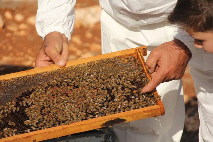 Toros Dağları’nda üretilen çiçek balı Fransa ve İngiltere’den 3 ödül kazandı