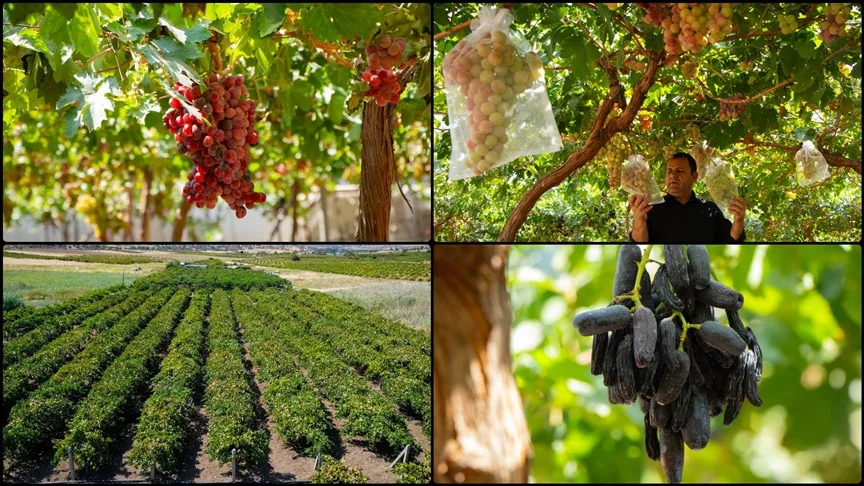 Duhok’taki üzüm yetiştiricileri yüzden fazla çeşit üzümle sofraları tatlandırıyor