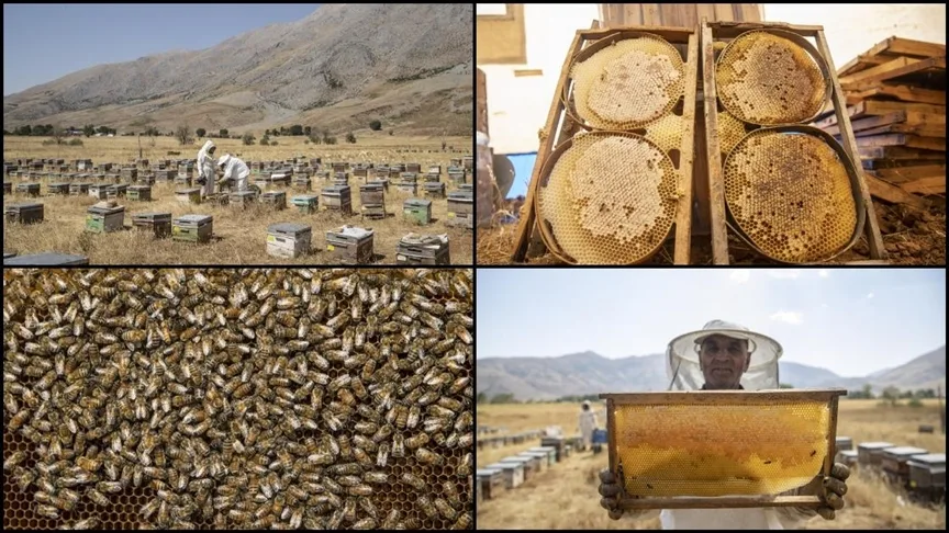 Zengin floraya sahip Munzur yaylalarında üretilen bal emekle hasat ediliyor