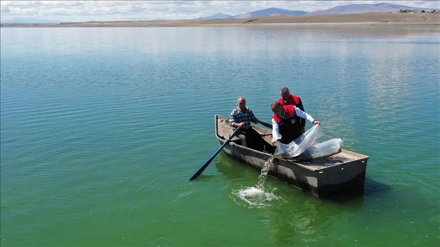 Kars’ta göl ve göletlere 500 bin sazan yavrusu bırakıldı