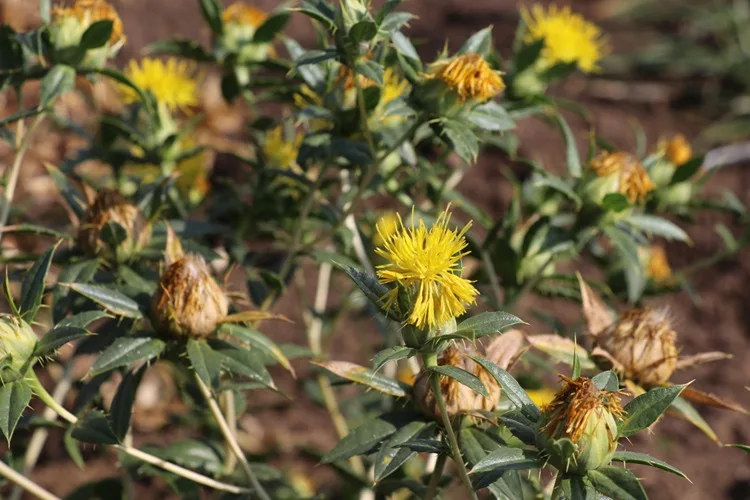 Üniversite öğrencileri, tohumundan atığına faydalanılan aspiri kampüste üretti