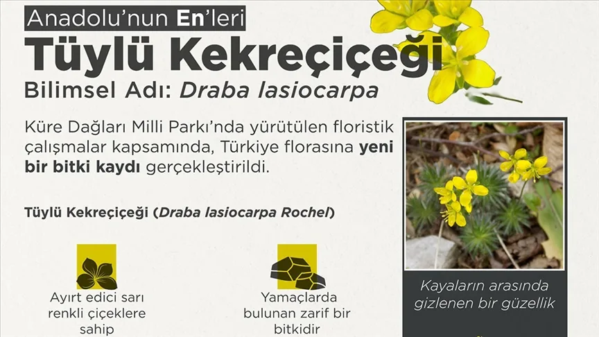 “Tüylü Kekreçiçeği” yeni tür olarak bitki florasına eklendi