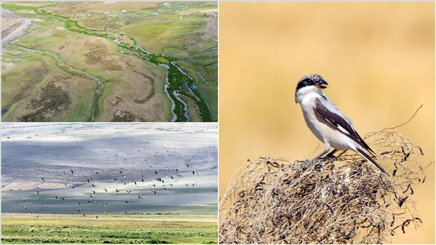 Iğdır’da 2 bin 200 rakımlı sulak alanda 35 kuş türü tespit edildi