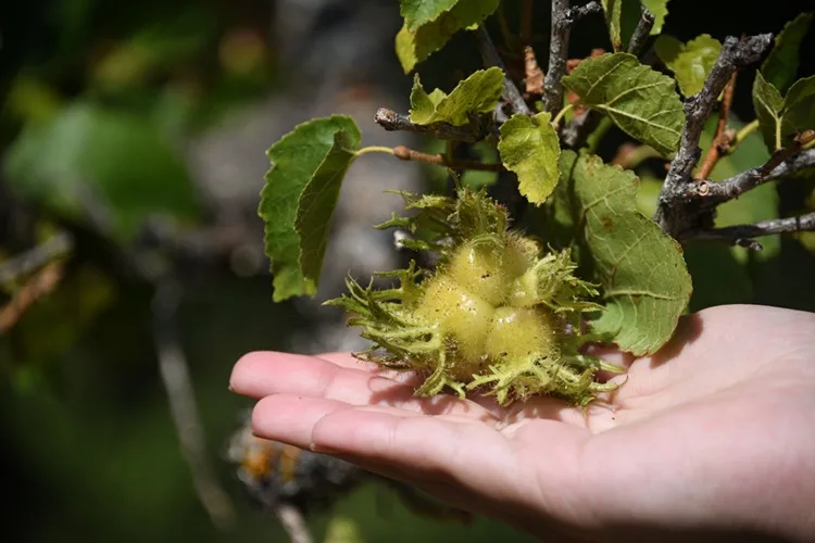 Kastamonu’da Türk fındığı ağaçları yüzlerce yıldır meyve veriyor