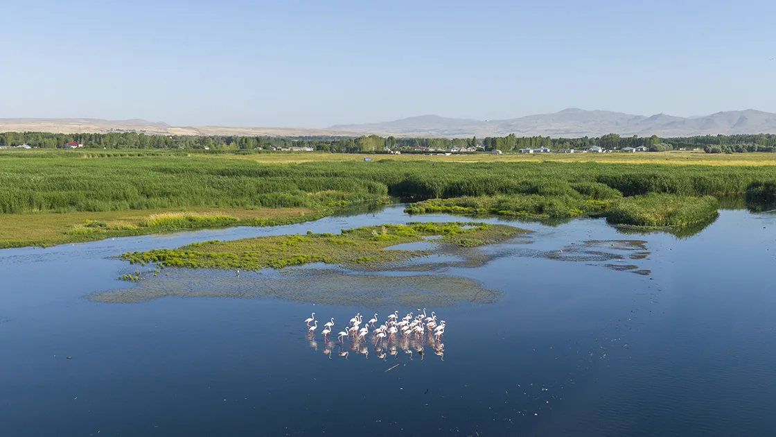 Kuraklık Van Gölü kıyılarındaki flamingoların yaşam alanlarını daralttı