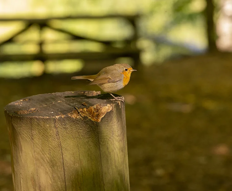 Yedigöller doğa tutkunlarını sonbaharın güzelliğinde yolculuğa çıkarıyor