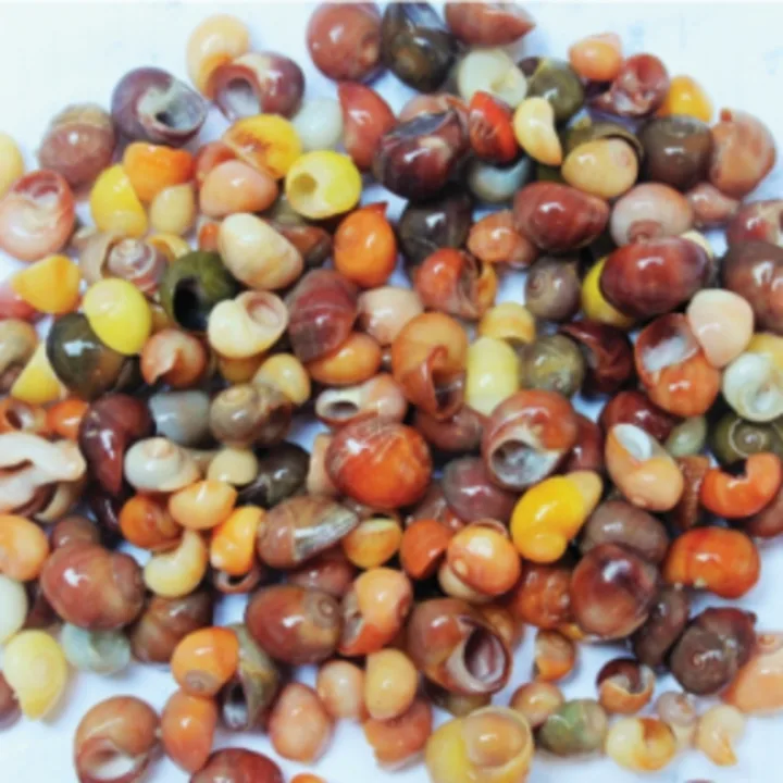 42.000 Yıllık Kabuk Takı Atölyesi Keşfedildi