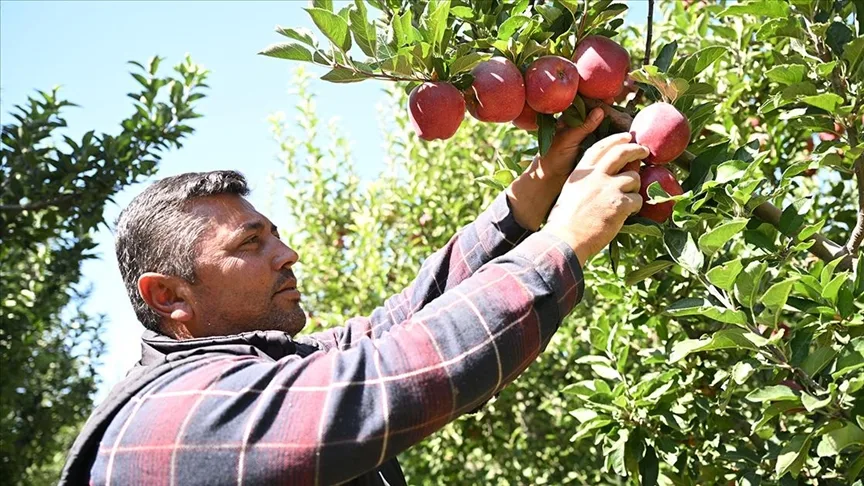 Elma bahçesini “spring su uygulaması” ile zirai dondan koruyan üretici hasada başladı