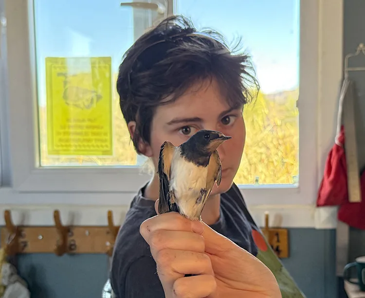 Alman kuş bilimci Iğdır’ın kuş çeşitliliğine halkalamayla katkı sağlıyor