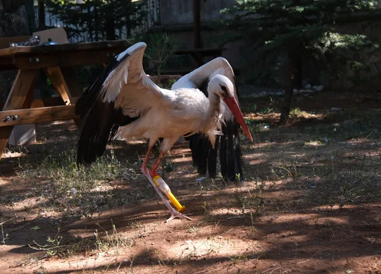 “Pamuk” leylek protez bacağıyla göç yolculuğuna çıkacak