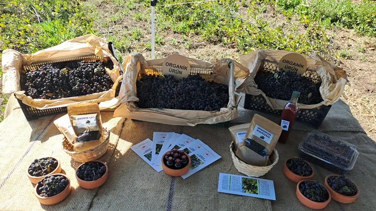 Sakarya’nın 12 ilçesinde yetiştirilen aronyada hasat zamanı