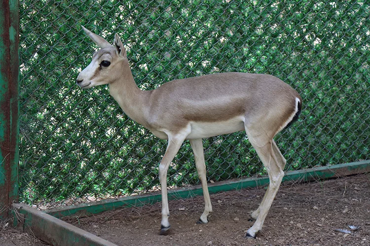 Ağır yaralı ceylan rehabilitasyon merkezinde yaşama tutundu