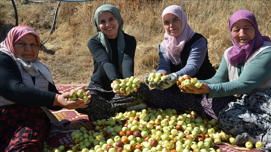 Manisa’da kadınların hünnap mesaisi başladı