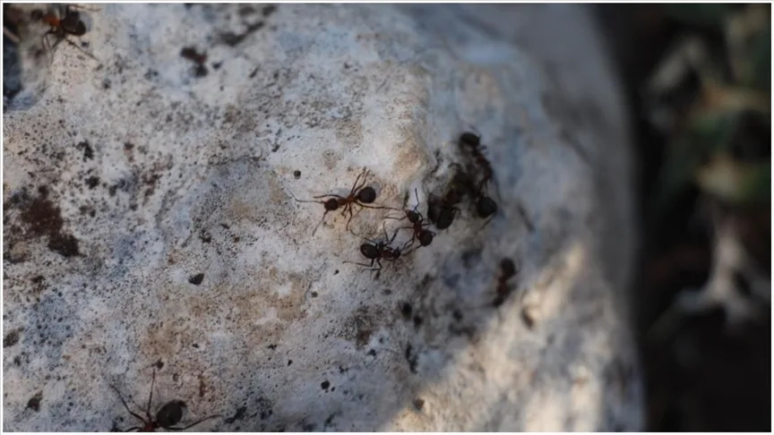 Asırlık sedir ağaçları kırmızı orman karıncalarının korumasında