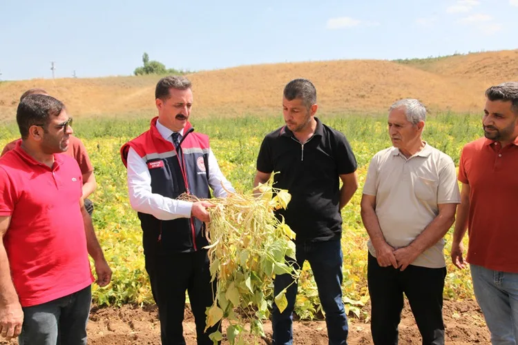Bitlis’te kuru fasulye hasadına başlandı