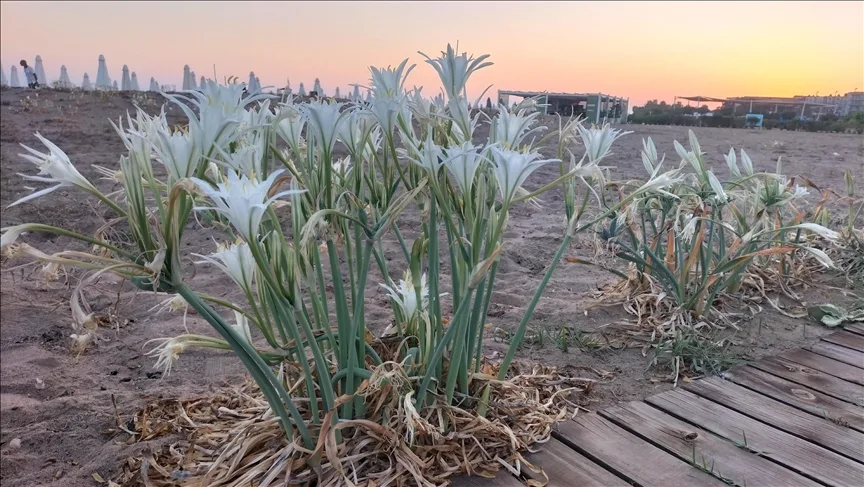 Antalya’da kum zambakları sahilleri süslüyor