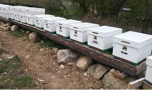 OGM: Odun dışı orman ürünlerinden ekonomiye 12 milyar TL katkı