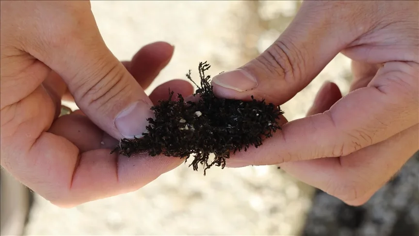 Çankırı’da yalnızca okyanus veya Akdeniz ikliminde görülen kara yosunu türü bulundu