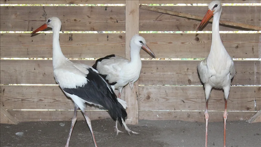 Göçü kaçıran yaralı leylekler kışı Kızılırmak Deltası Kuş Cenneti’nde geçirecek