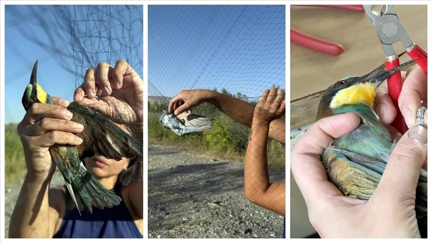 Aras Kuş Cenneti’nde 1 ayda yaklaşık 2 bin kuş halkalandı