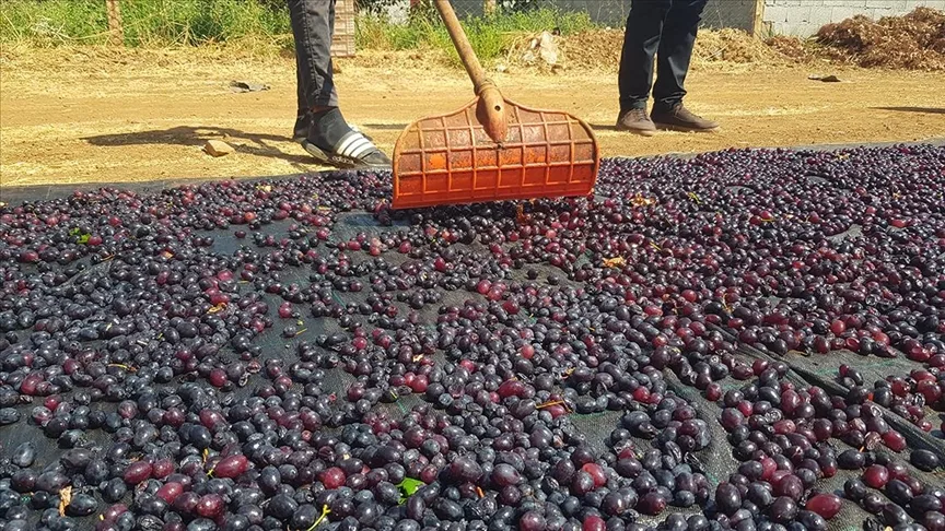 Gaziantep’in tescilli üzümleri kurutularak kışa hazırlanıyor