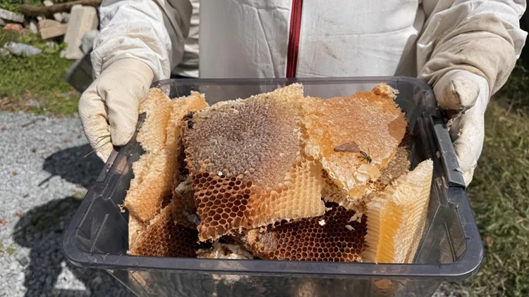 Coğrafi işaret tescilli Ayder balında hasat mesaisi