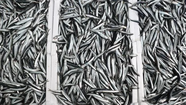 Hamside uygulanan kota verimi artırdı