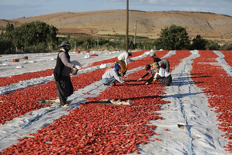 Elazığ’dan ihraç edilen kurutulmuş domates dünya sofralarına lezzet katıyor