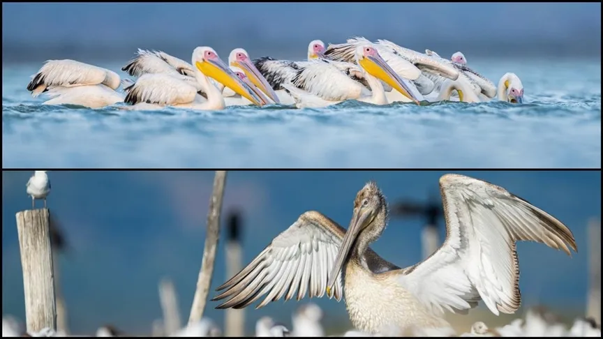 Kocaçay Deltası’nda iki pelikan türü aynı anda görüntülendi