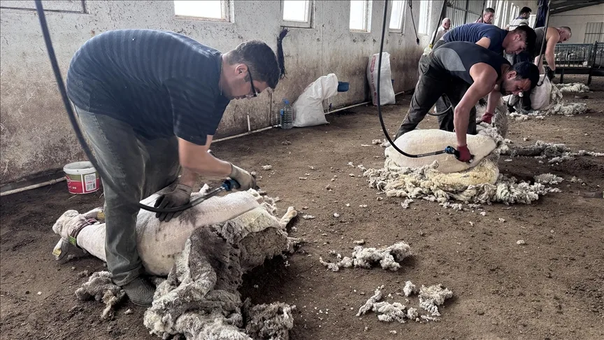 Gezgin kırkımcılar Trakya’da yoğun mesaide