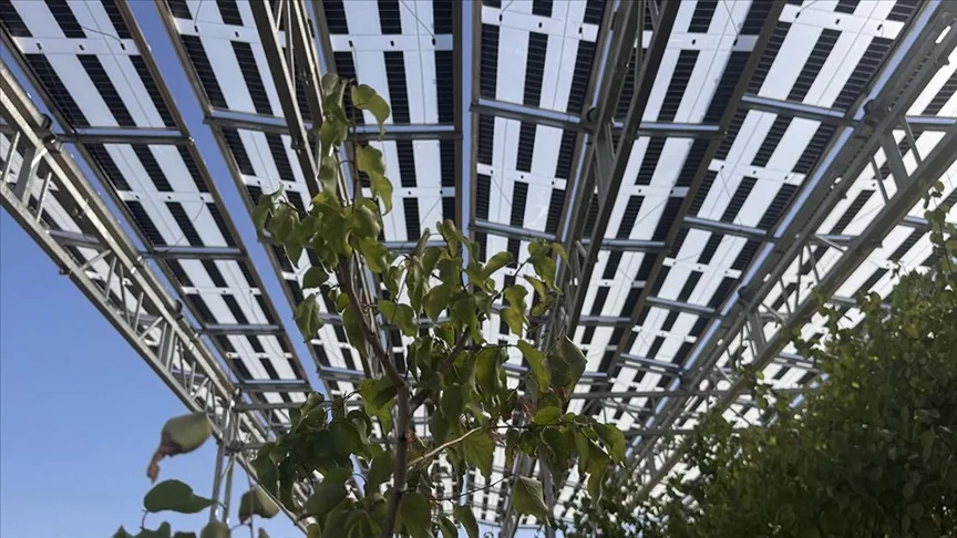 Kayısı bahçesine enerji üretimi ve verimi artırma hedefiyle güneş panelleri kuruldu