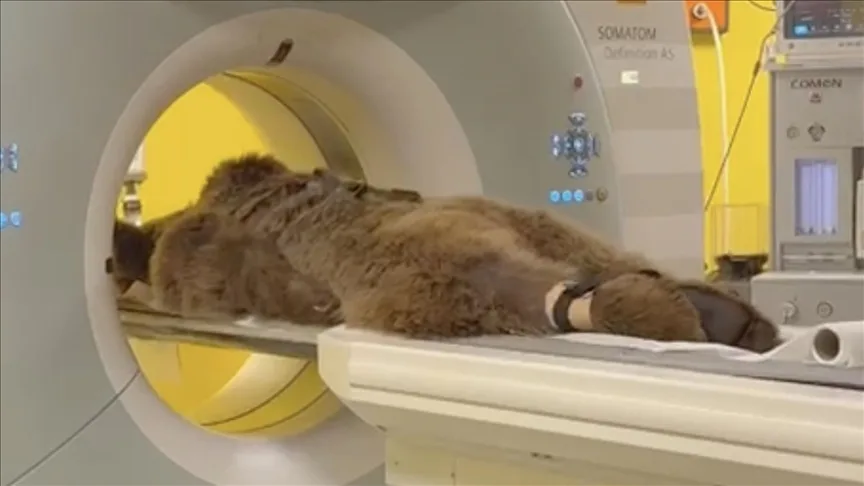 Çekmeköy Hayvan Rehabilitasyon Merkezinde rahatsızlanan ayının tedavisi uluslararası medyaya konu oldu