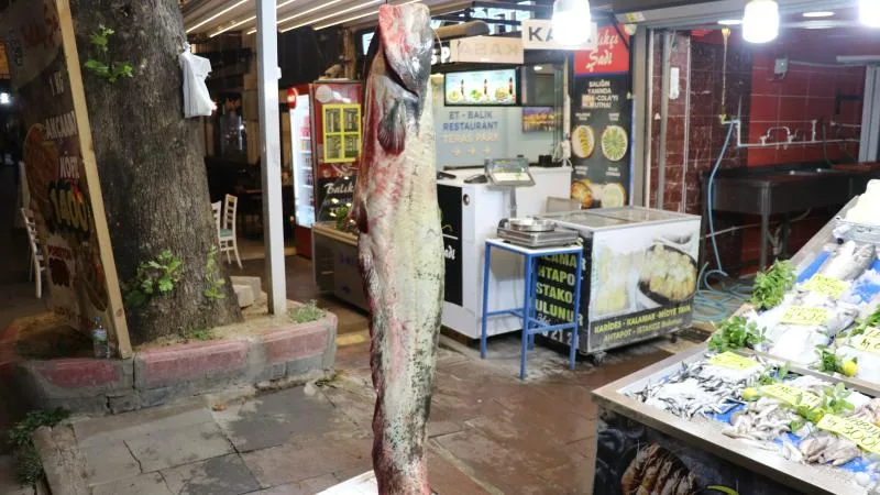 Amasya’da 78 kilogramlık yayın balığı yakalandı