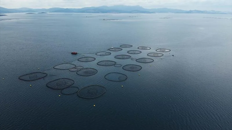 Su ürünlerinde üretim planlamasında olan tür sayısı 16’ya çıktı