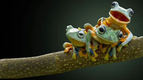 Bilinen Türlerin %80’i Hızlı Çeşitlenen Az Sayıda Gruptan Geliyor!