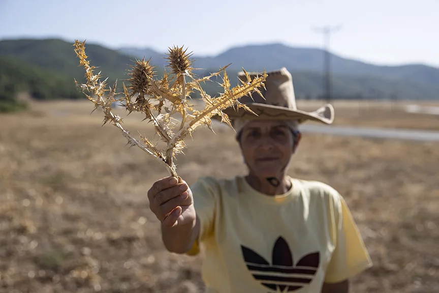 Köylülerin kengerden ürettiği sakızın kilogramı 5 bin liradan alıcı buluyor