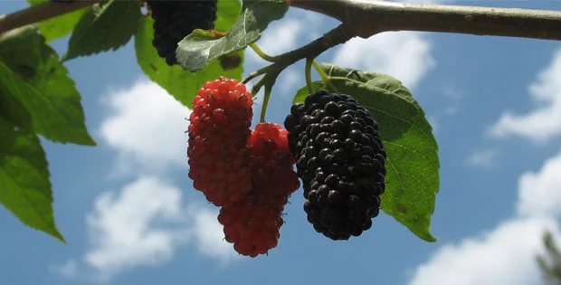 Zengin İçeriğiyle Bilinen Karadut