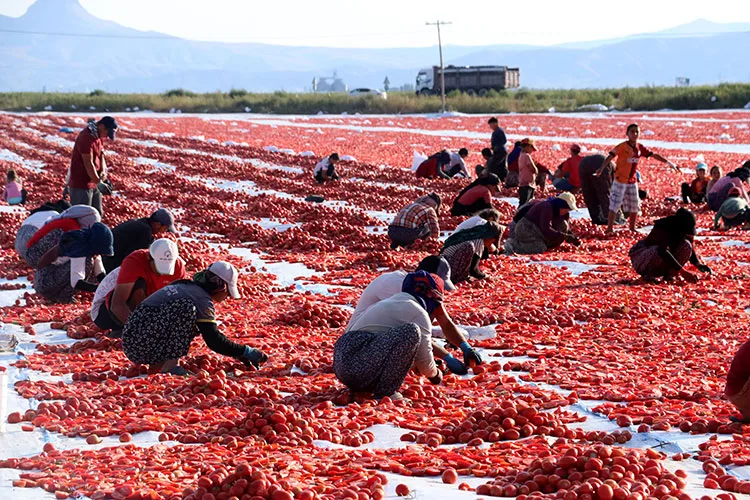 Erciyes eteklerindeki devasa araziler domates kırmızısıyla renklendi