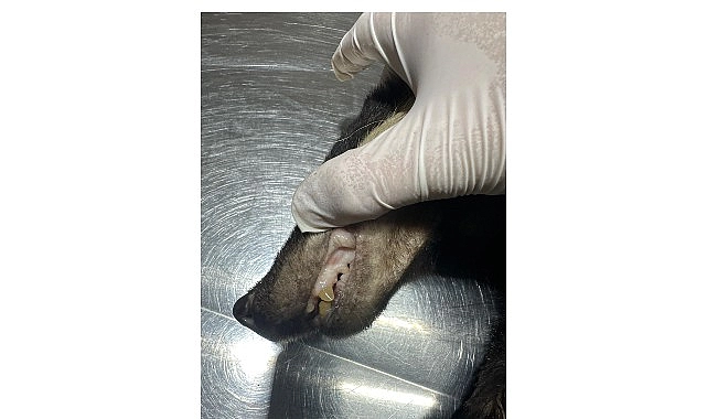 Kuzdere’de bulunan porsuk tedavi altına alındı