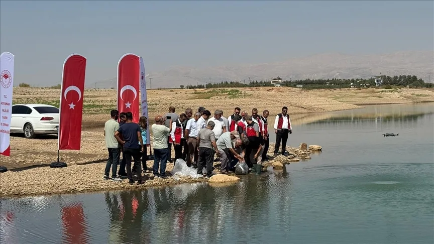 Atatürk Baraj Göleti’ne 1 milyon 75 bin balık yavrusu bırakıldı