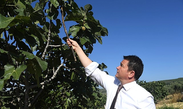 Osmangazi’den dünyaya açılan lezzet “Bursa Siyah İnciri”