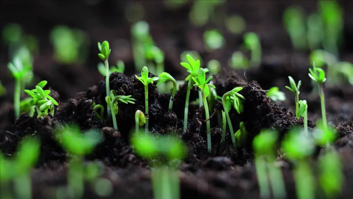 Eylül ayında ekilecek bitkiler! Adeta fışkıracak…