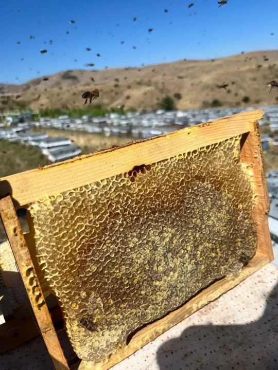 Doğu Karadeniz’de arıcılık tehdit altında