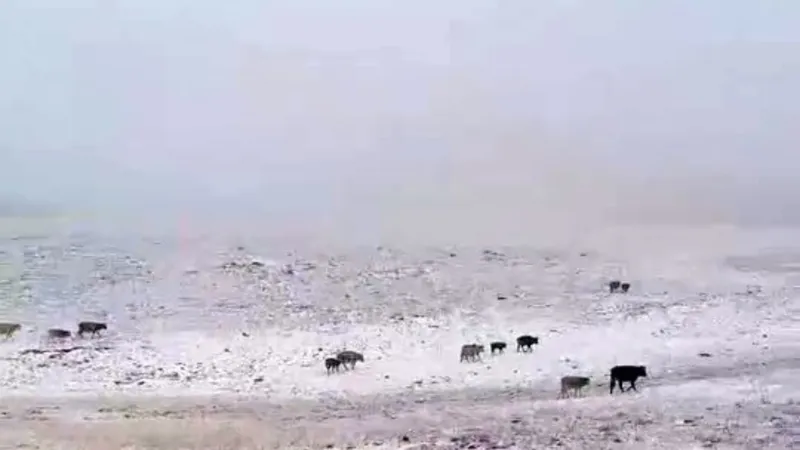 Yılın ilk karı Erzurum’a düştü