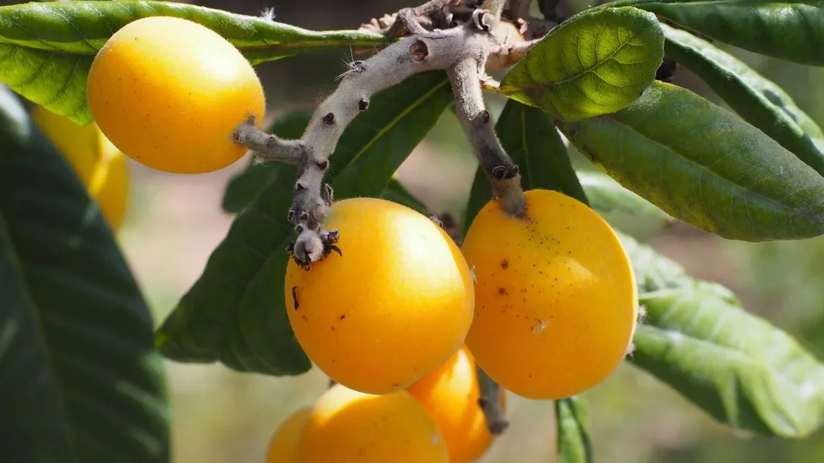 Günde 2 tane tüketin; Karaciğeri yenileyin, diyabeti defedin