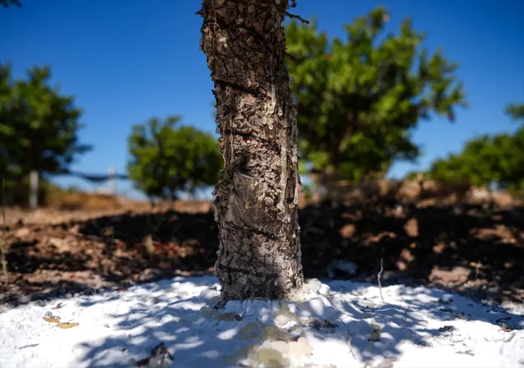 Altın damlayan ağaç sayısı artıyor