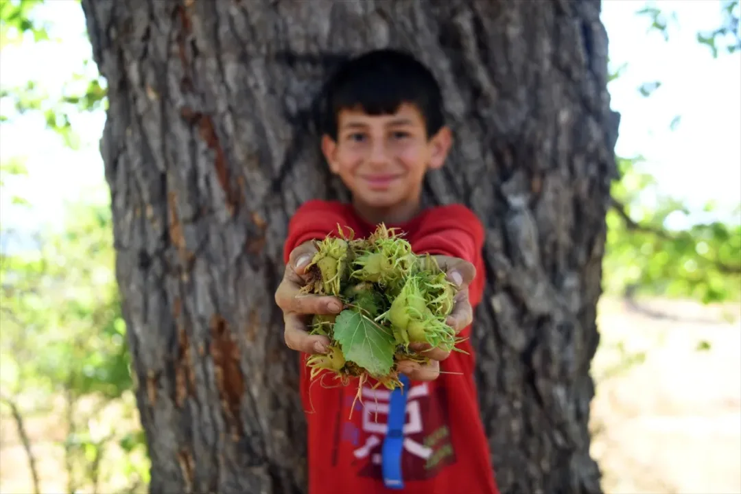 Kastamonu’nun 5 asırlık Türk fındıkları