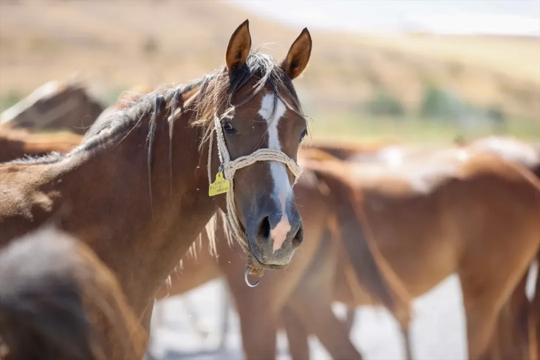 Malatya’da safkan Arap taylarının satışından 210 milyon lira gelir