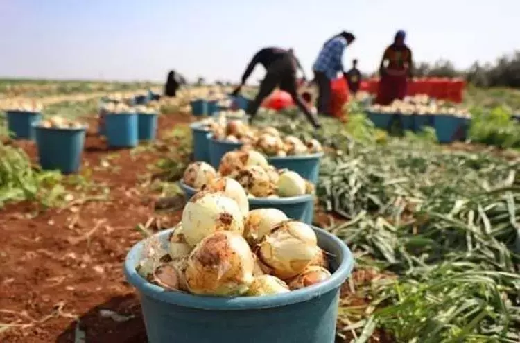 Tıkalı damarları yağ çözücü gibi açıp boğazdan mikrobu söküp alıyor! Kan şekerini anında dengeliyor… Kilosu 7 TL’ye düştü!